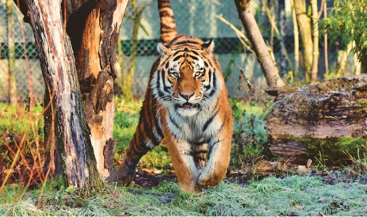 50 years of Project Tiger: India earns its stripes by restoring the roar